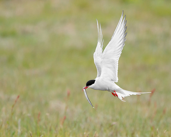 Arctic Tern