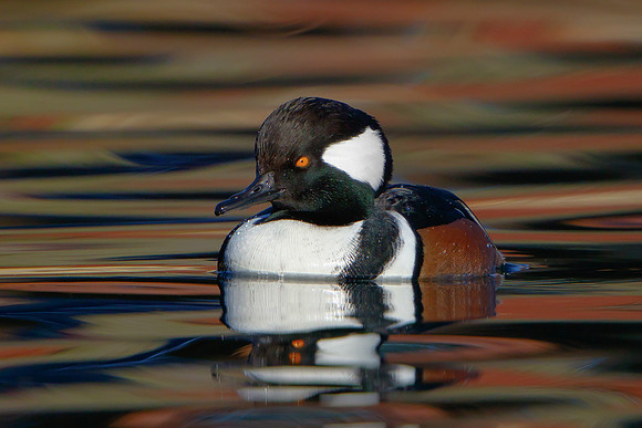 Hooded Merganser