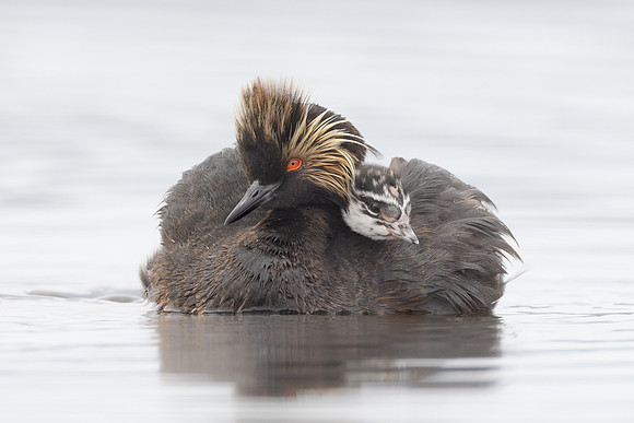 Eared Grebes