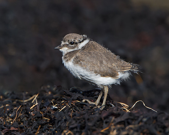 Ringed Plover, fledgling