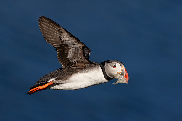 Atlantic Puffin