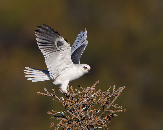 White-tailed Kite
