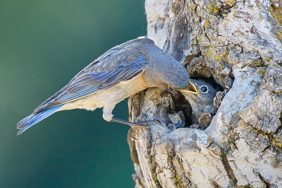 Western Bluebird, feeding nestling