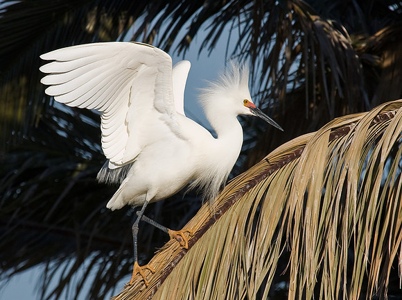 Snowy Egret