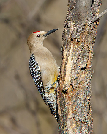 Gila Woodpecker
