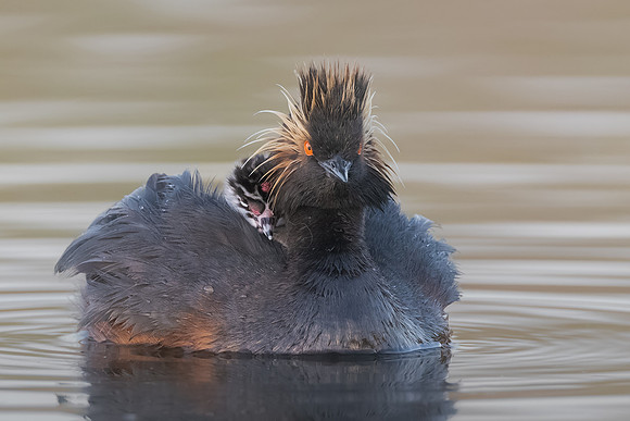 Eared Grebes, parent with chick