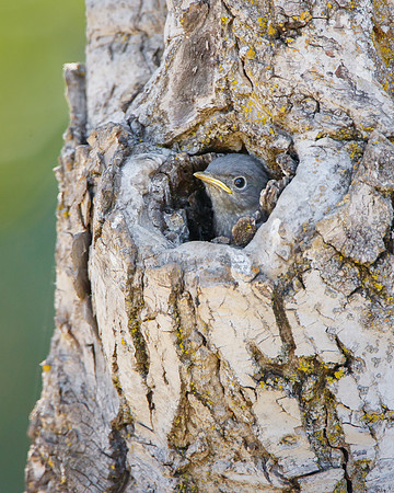 Western Bluebird, nestling