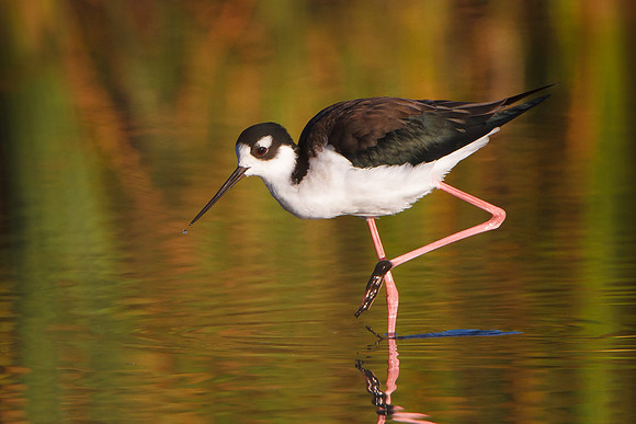 Black-necked Stilt
