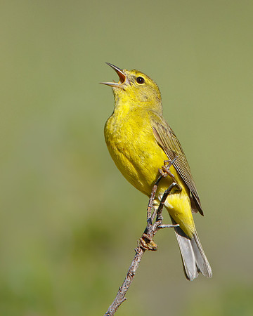 Orange-crowned Warbler