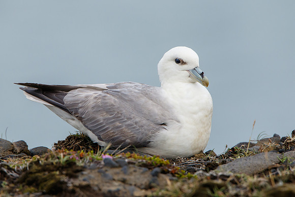 Northern Fulmar