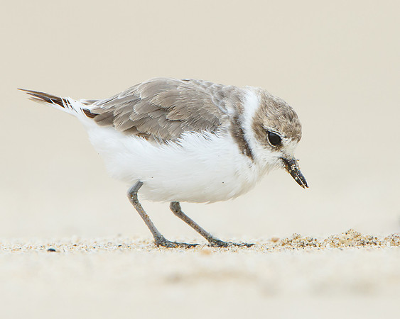 Snowy Plover