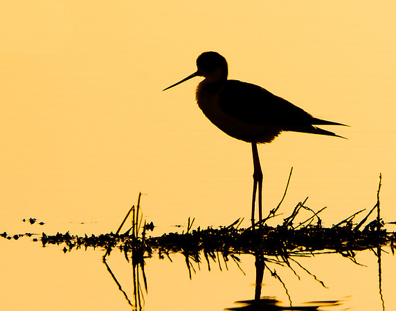 Black-necked Stilt
