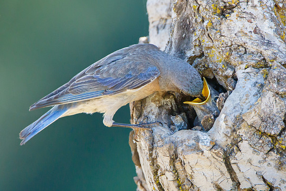 Western Bluebird, feeding nestling