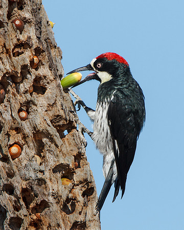 Acorn Woodpecker, inserting acorn into granary tree