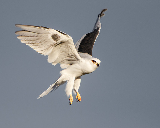 White-tailed Kite