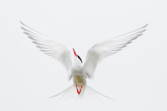 Arctic Tern
