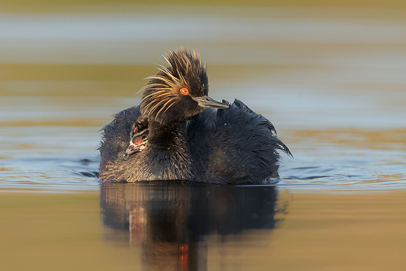 Eared Grebes, parent with chick