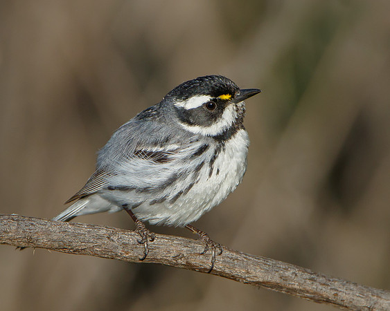Black-throated Gray Warbler