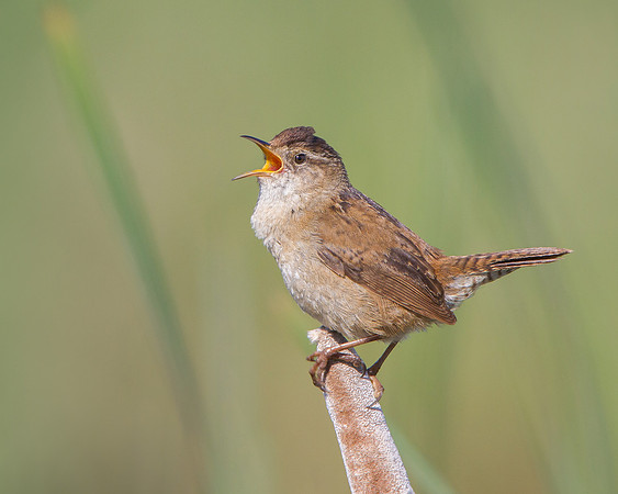 Marsh Wren