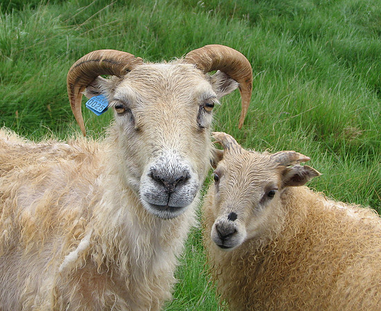 Inquisitive Icelandic sheep