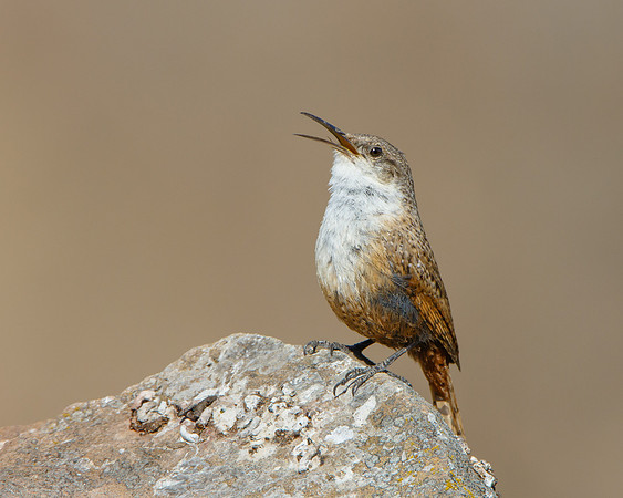 Canyon Wren