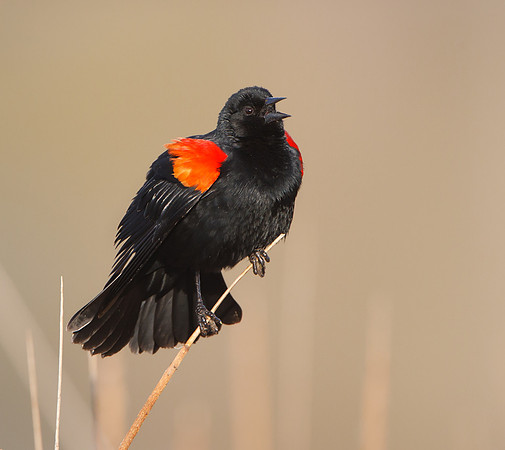 Red-winged Blackbird
