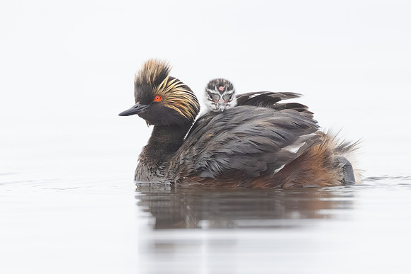 Eared Grebes