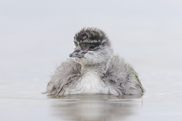 Eared Grebe