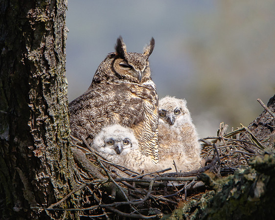 Great Horned Owl family