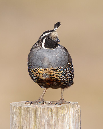 California Quail