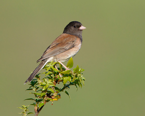 Dark-eyed Junco