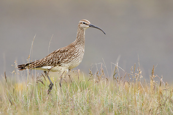 Whimbrel
