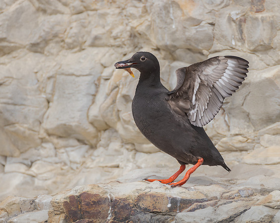 Pigeon Guillemot