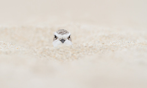 Snowy Plover