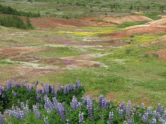 Wildflower-covered hillside near Geysir