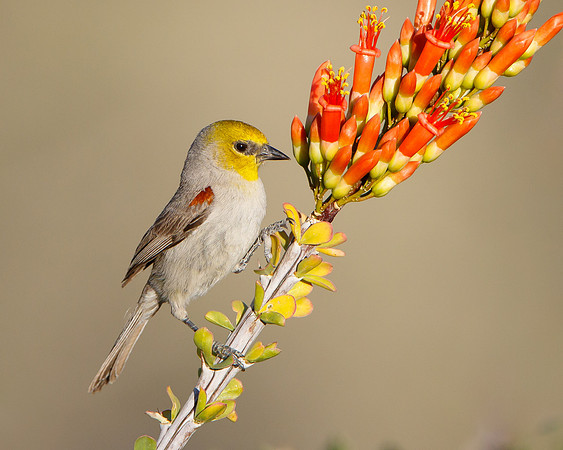 Verdin