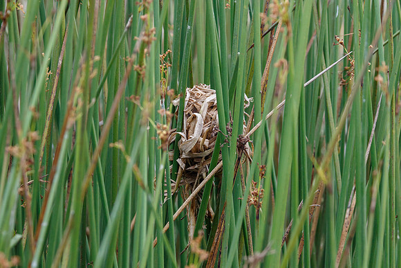 Marsh Wren nest