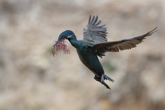 Brandt's Cormorant, with nest material