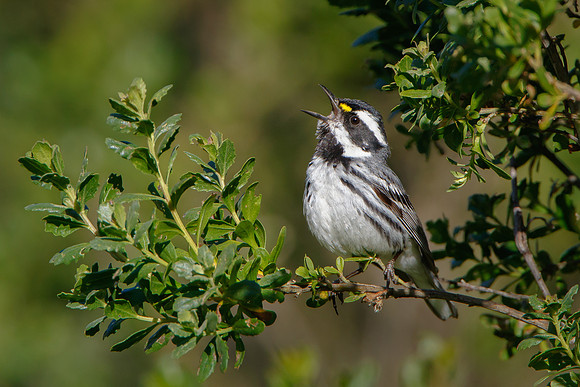Black-throated Gray Warbler