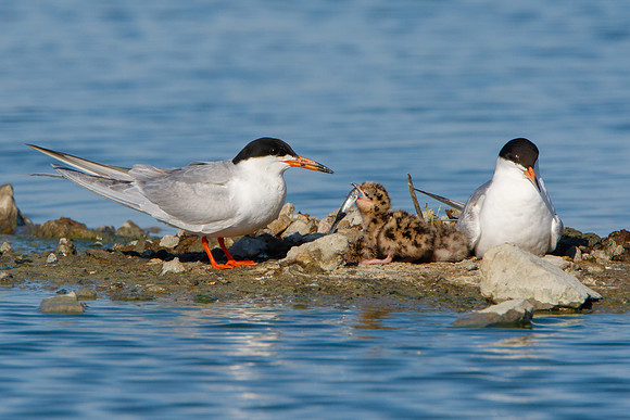 Forster's Terns, parent feeding chick