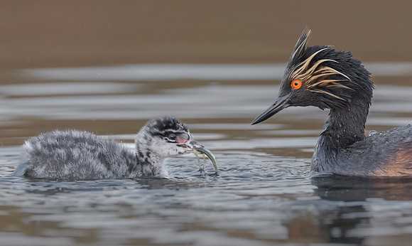 Eared Grebes, parent feeding chick