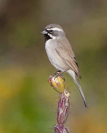 Black-throated Sparrow