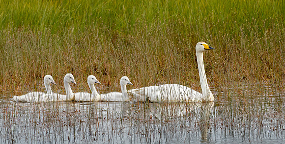 Whooper Swan with cygnets