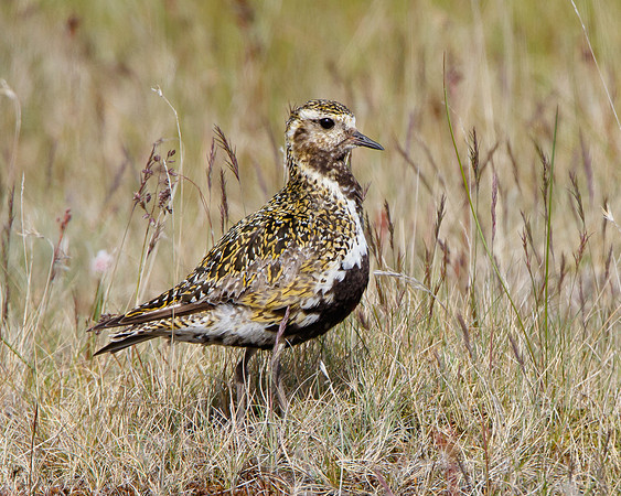 European Golden Plover