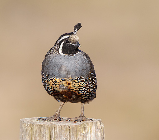 California Quail, male in worn plumage