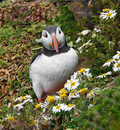 Atlantic Puffin