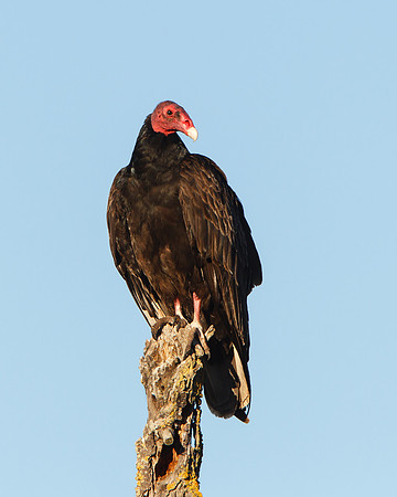 Turkey Vulture
