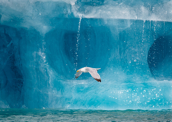Herring Gull flies in front of drift ice