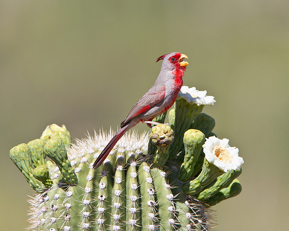 Pyrrhuloxia