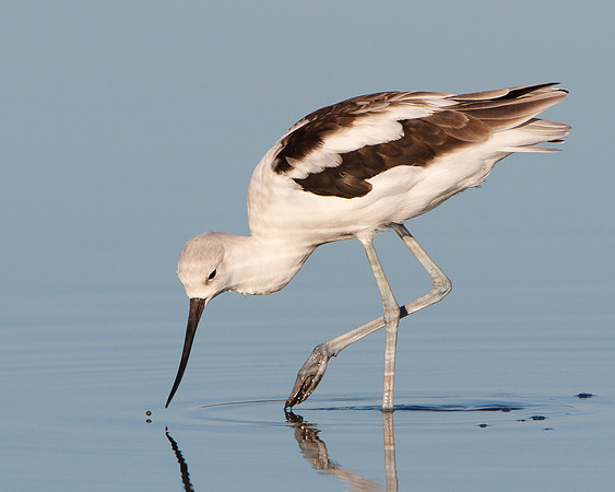 American Avocet